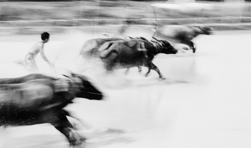 Racing Buffalo in Motion by ADIREK M — canvas wall art