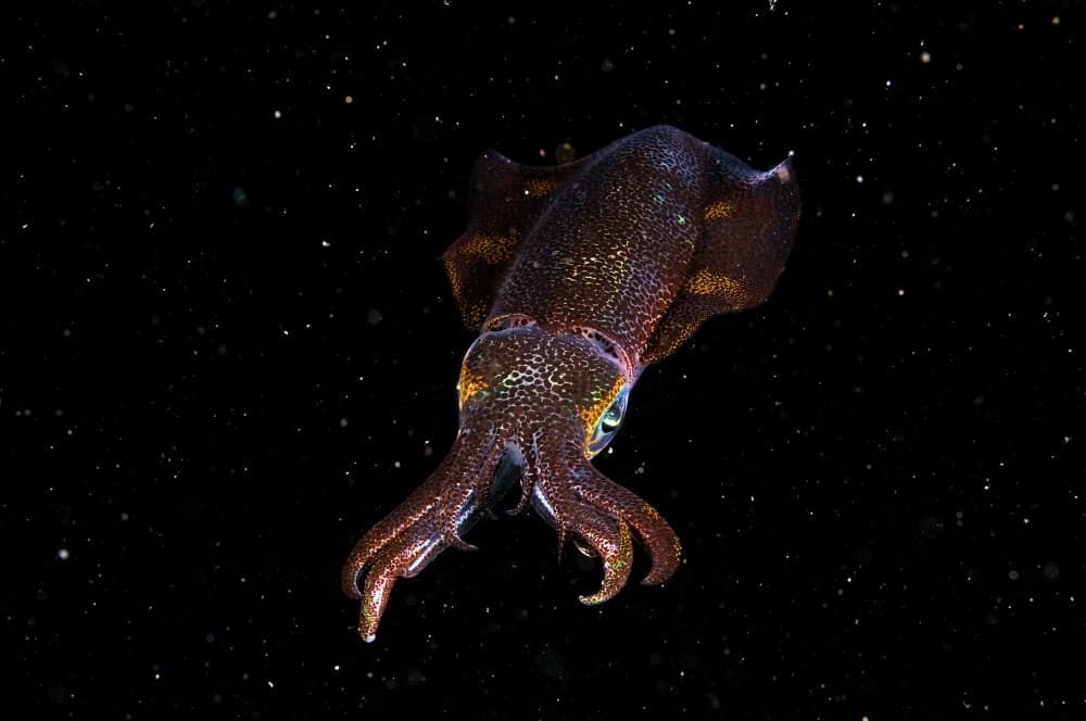 Shimmering Deep Sea Cuttlefish by Ilan Ben Tov — canvas wall art