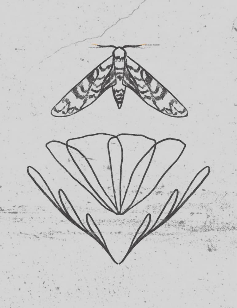 Delicate Moth Bloom by Charlotte Trudgett — canvas wall art