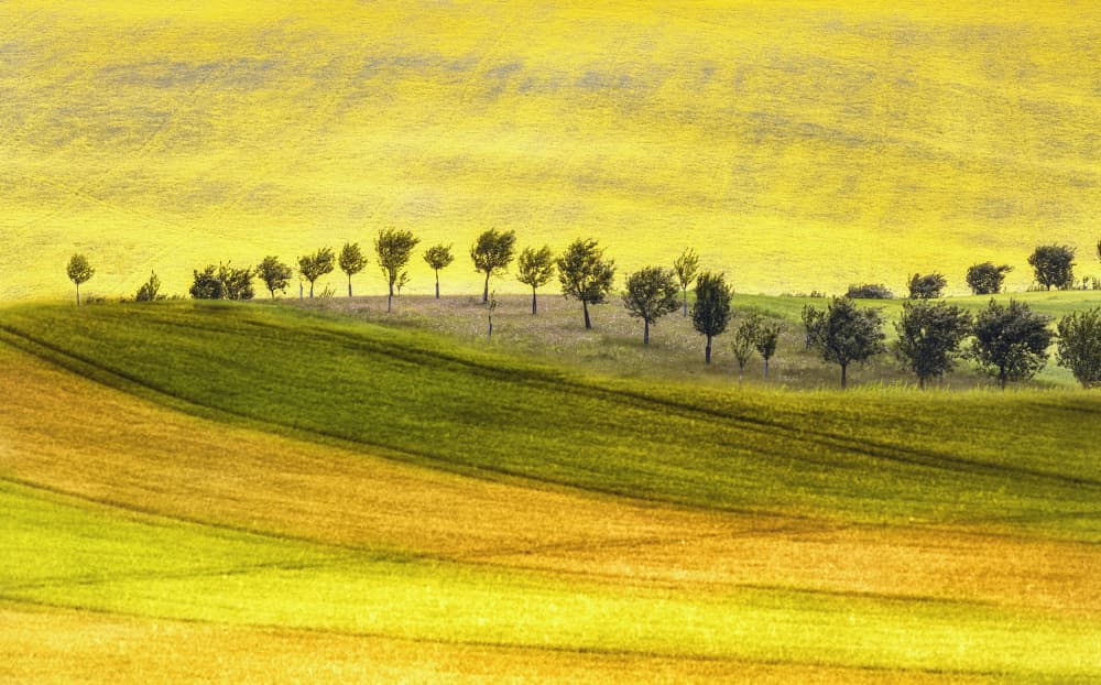 Rolling Hills And Trees by Ewa Całkosińska-Kajzer — canvas wall art