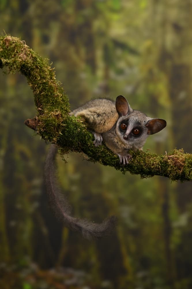 Curious Bushbaby Gaze by Ajar Setiadi — canvas wall art