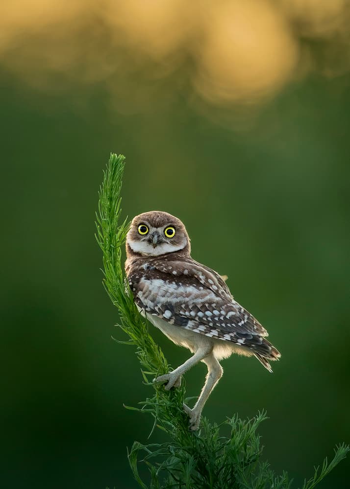 Curious Burrowing Owl by Fion Wong — canvas wall art