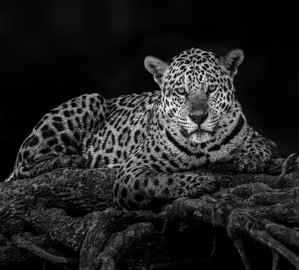 Powerful Jaguar Gaze by Liwen Tao — canvas wall art
