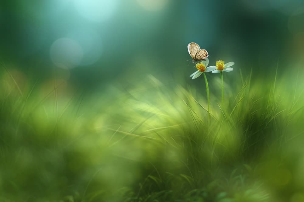 Delicate Butterfly Bloom by Edy Pamungkas — canvas wall art