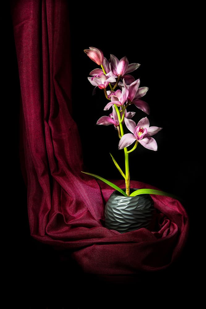 Elegant Pink Orchid by Felice Angelino — canvas wall art