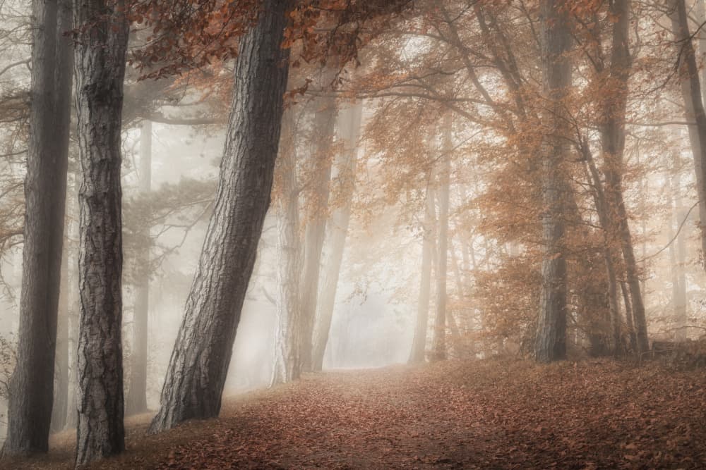 Misty Autumn Path
