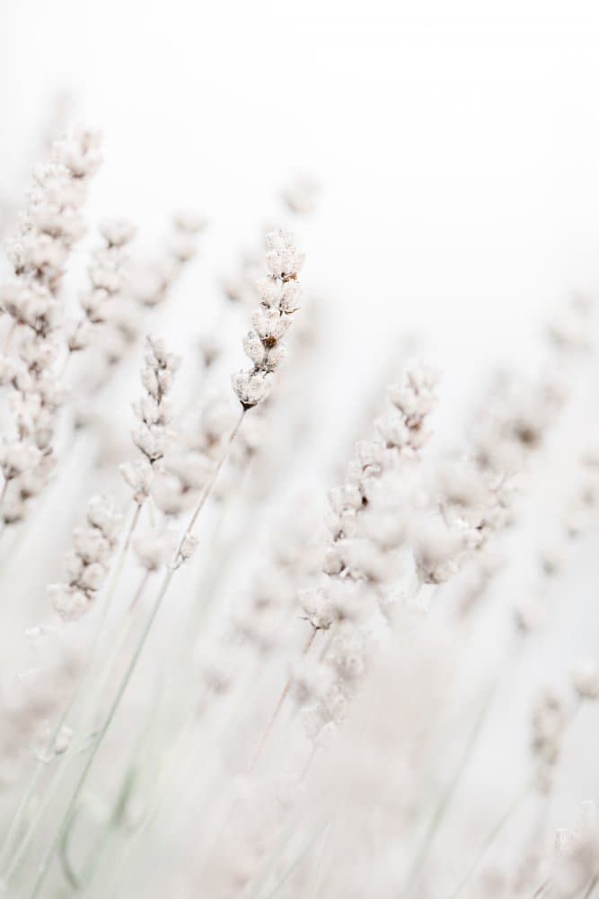 Dreamy White Lavender by Pictufy Studio III — canvas wall art