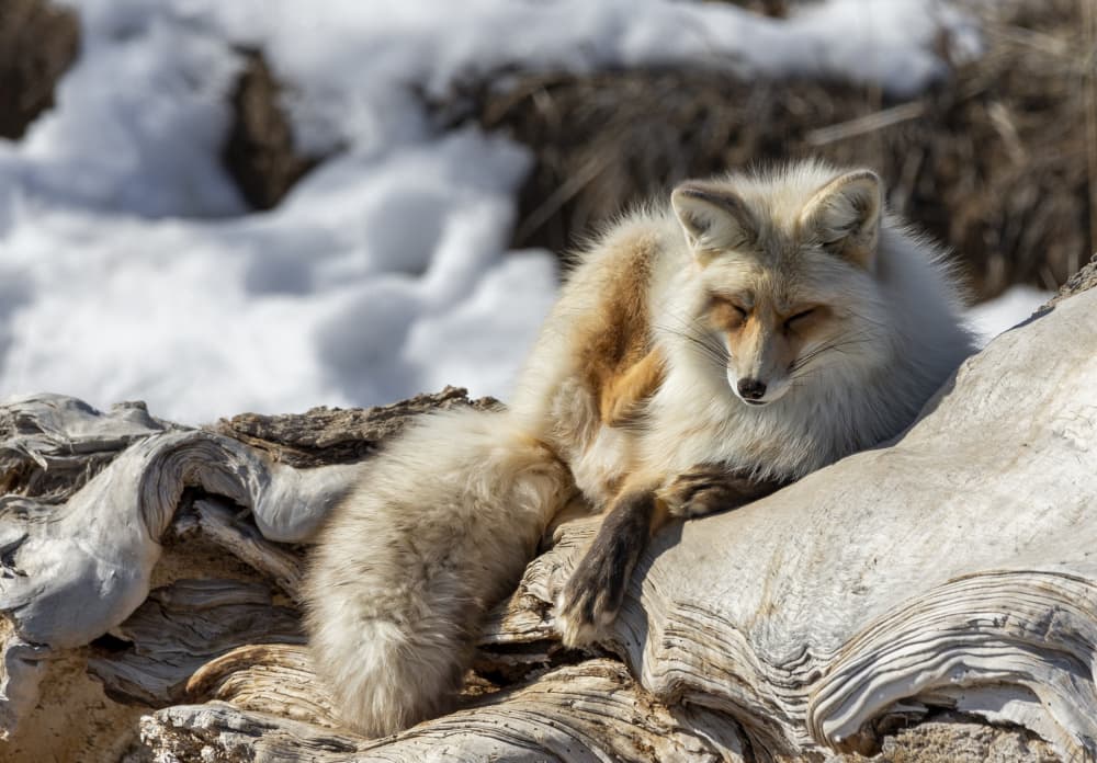 Serene Blonde Fox by Ozan AKTAS — canvas wall art