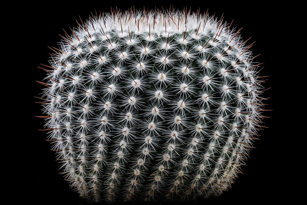 Spiky White Cactus by Victor Mozqueda — canvas wall art