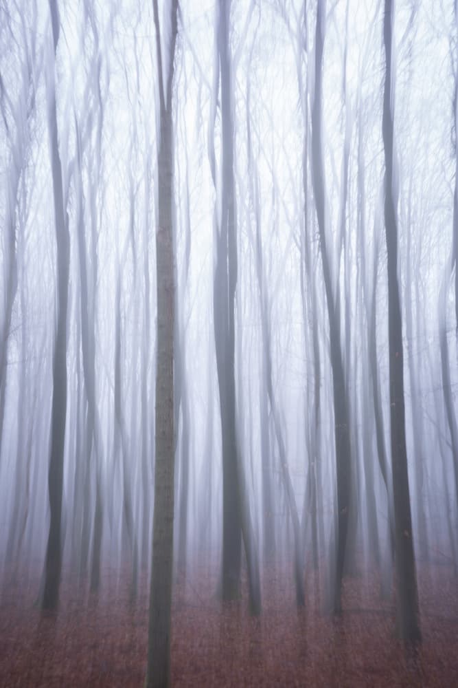 Ethereal Woodland Mist by Christa Stroo — canvas wall art