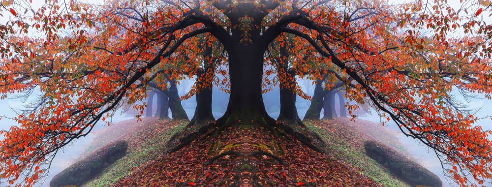 Symmetrical Autumn Forest by Shin Woo Ryu — canvas wall art