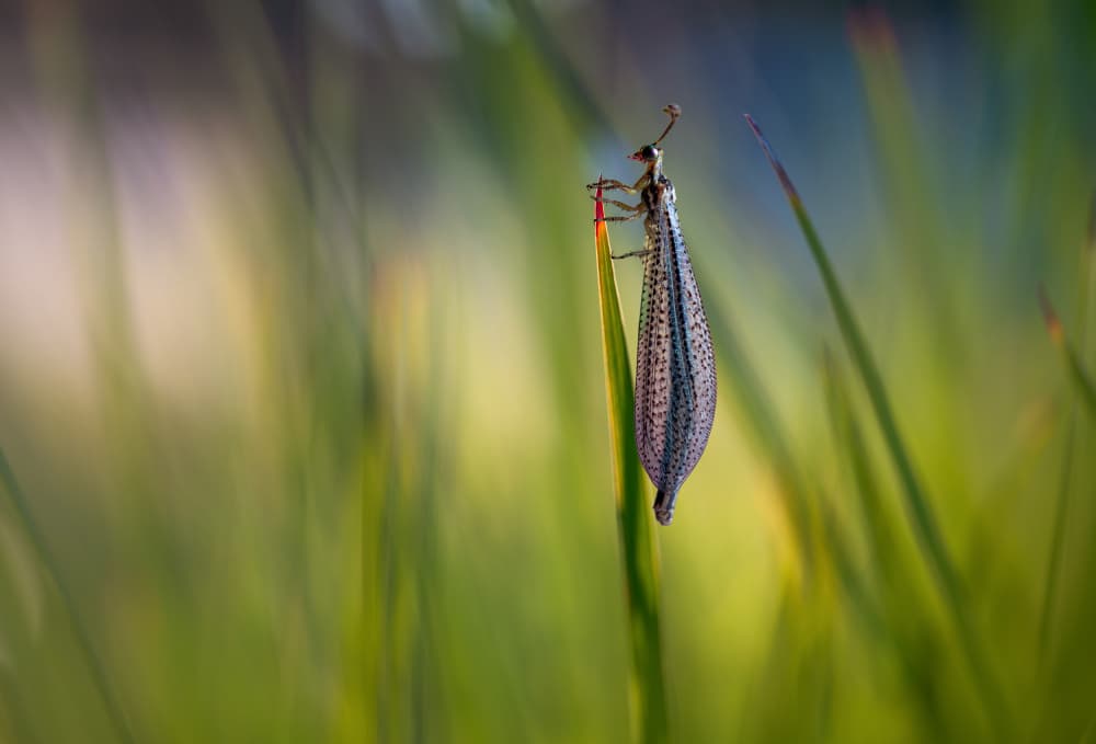 Antlion in Green Grass by Summer2016 — canvas wall art
