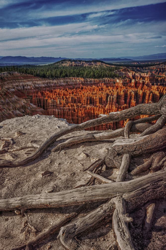 Bryce Canyon Roots View by Sonya Liu — canvas wall art