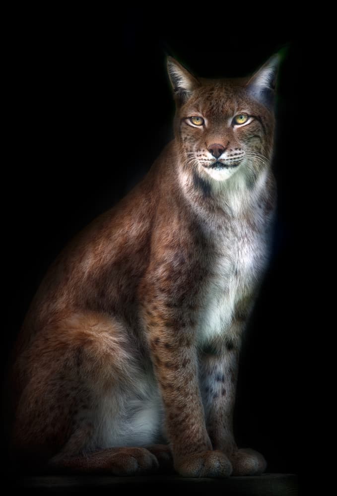 Intense Lynx Gaze by Santiago Pascual Buye — canvas wall art