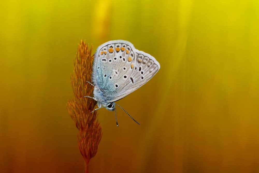 Blue Butterfly In Gold by Dusan Macko — canvas wall art