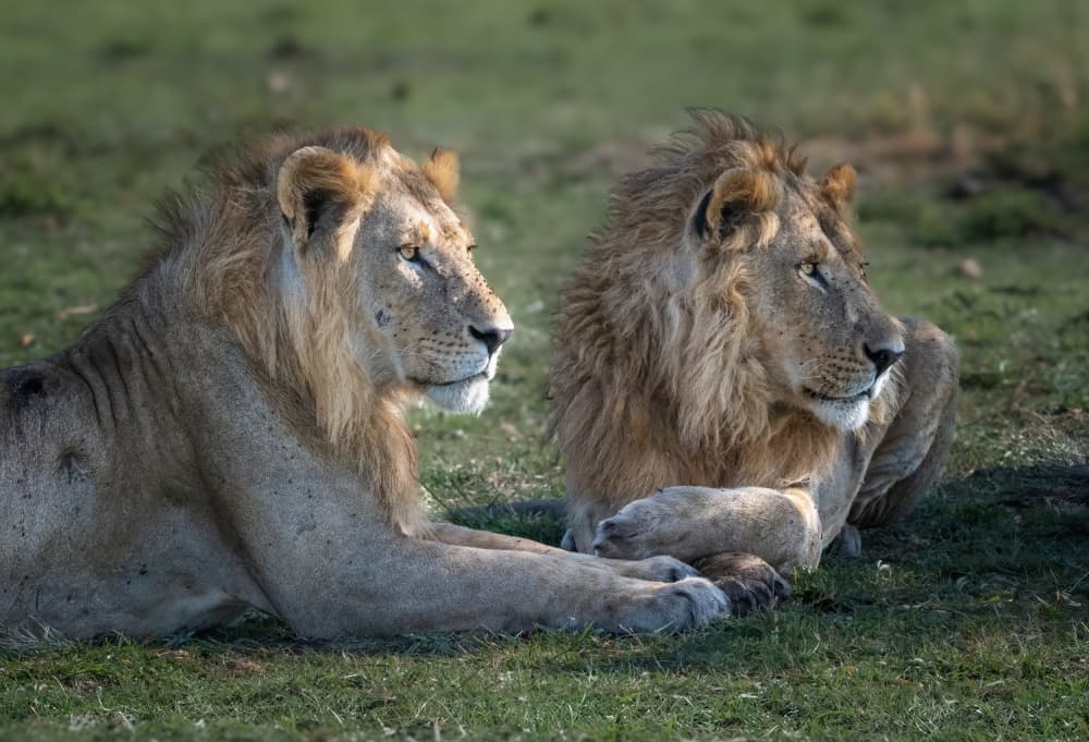 African Lion Duo by Jeffrey C. Sink — canvas wall art