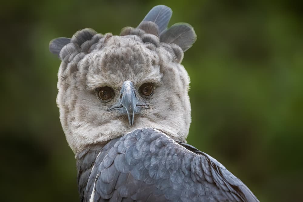 Majestic Harpy Eagle by Jeffrey C. Sink — canvas wall art