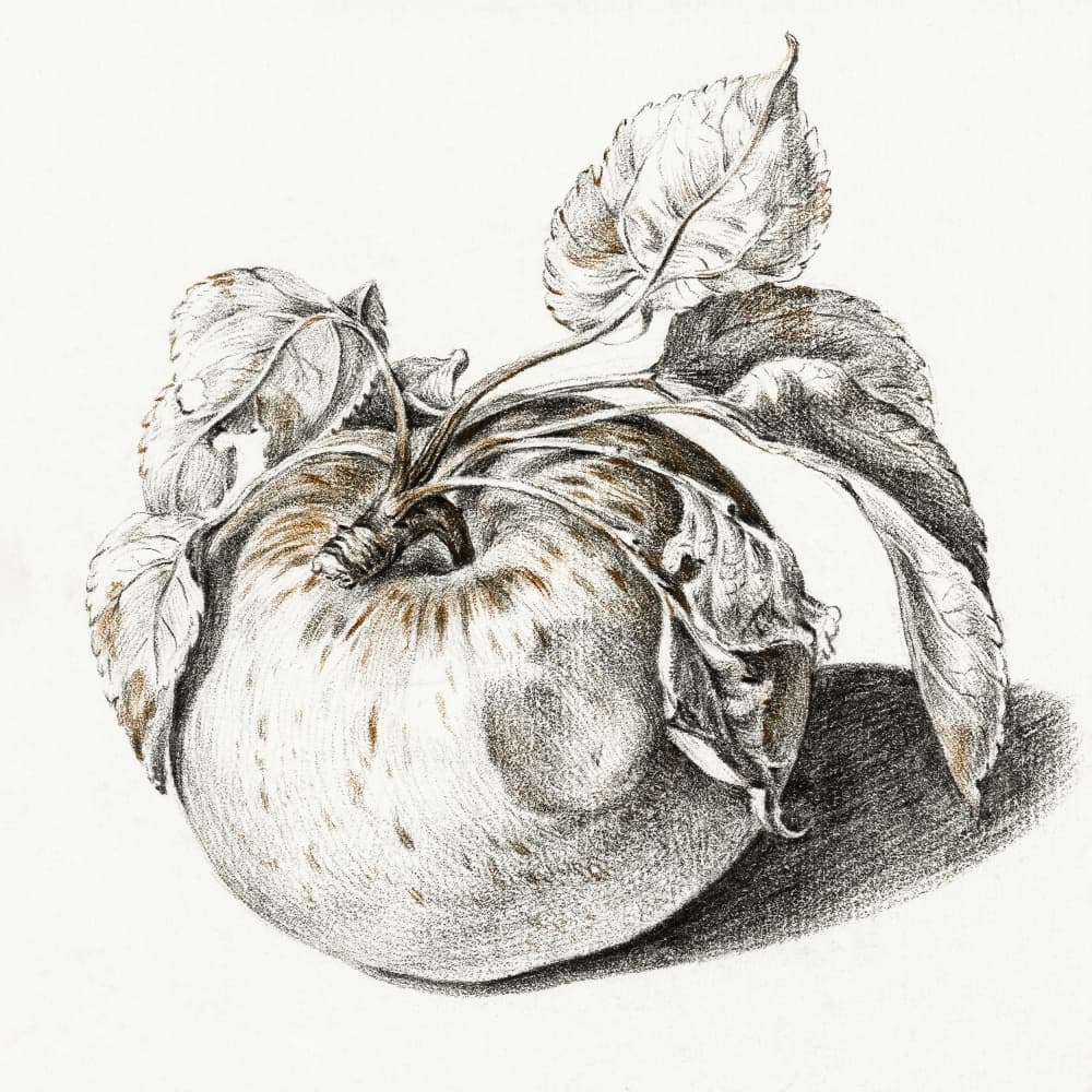 Apple by Jean Bernard — canvas wall art