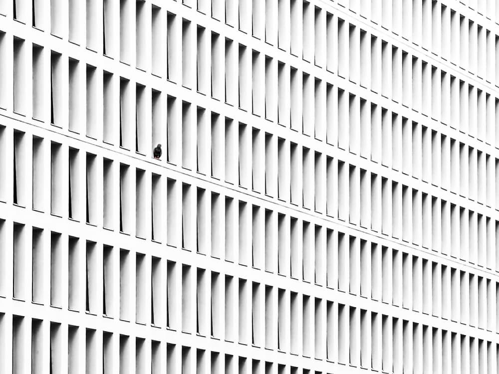 Solitary Bird on Building by Eden Antho — canvas wall art