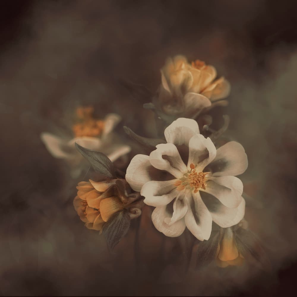 Soft Floral Bloom by Cicek Kiral — canvas wall art