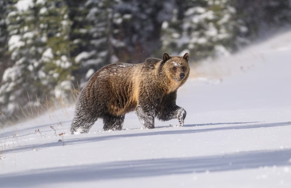 Grizzly Bear In Snow by David Martin Castan — canvas wall art