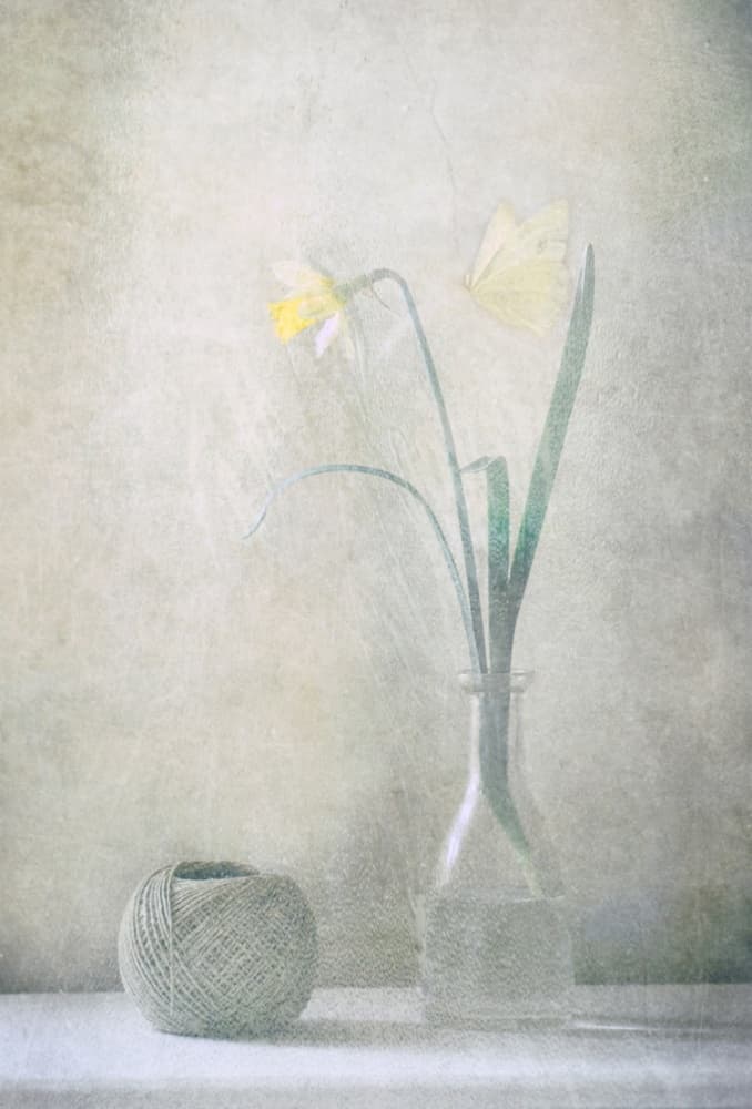 Spring Daffodil Butterfly by Delphine Devos — canvas wall art