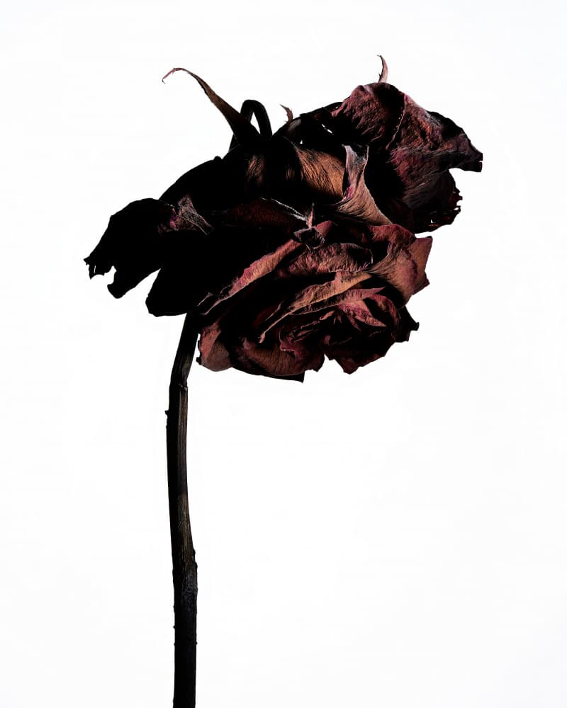 Dark Decaying Rose by Shiro Miyake — canvas wall art