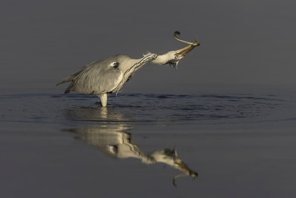 Grey Heron Catches Fish by Joaquin Forner Rodriguez — canvas wall art