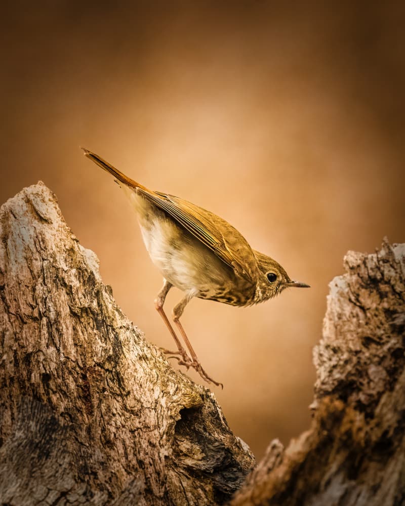 Delicate Woodland Bird by Xiao Cai — canvas wall art