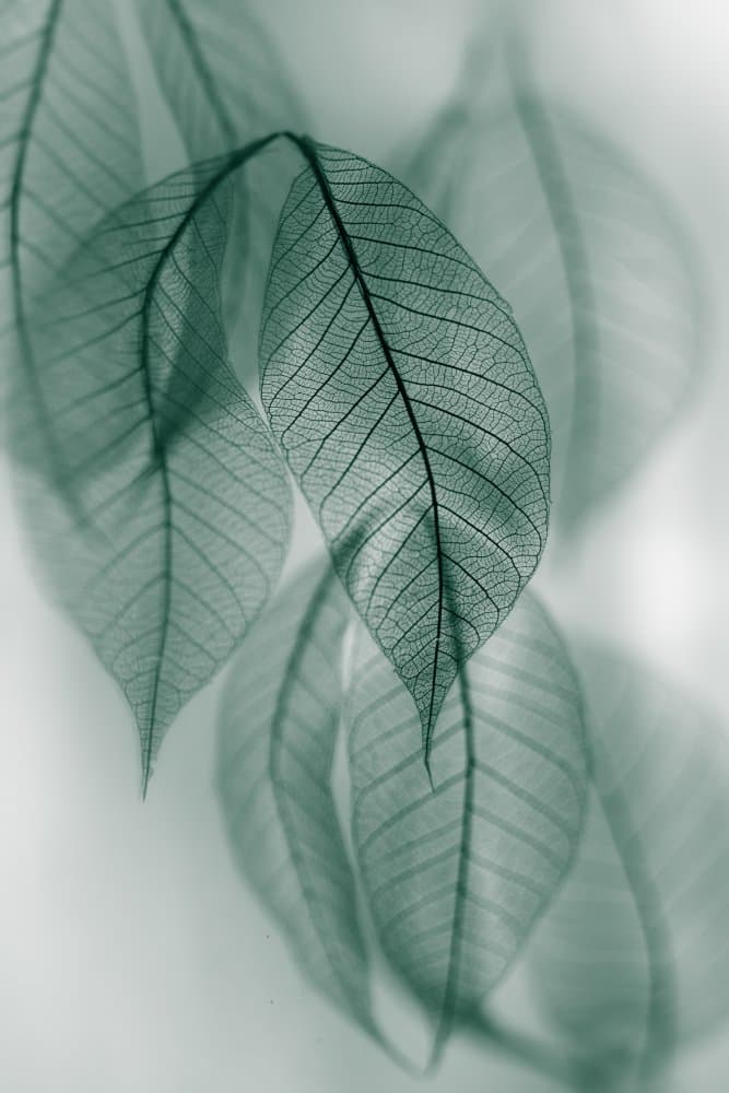 Delicate Green Leaves by Shihya Kowatari — canvas wall art