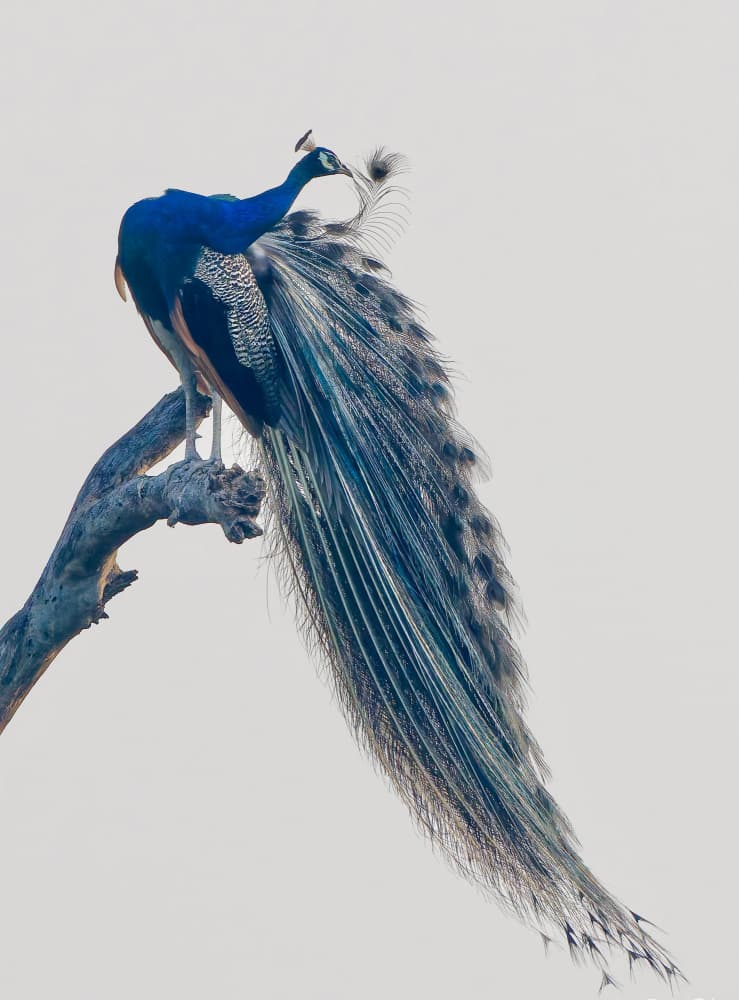 Majestic Blue Peacock by Rajat Dhesi — canvas wall art