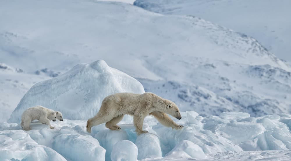 Arctic Bear Family by Jie Fischer — canvas wall art