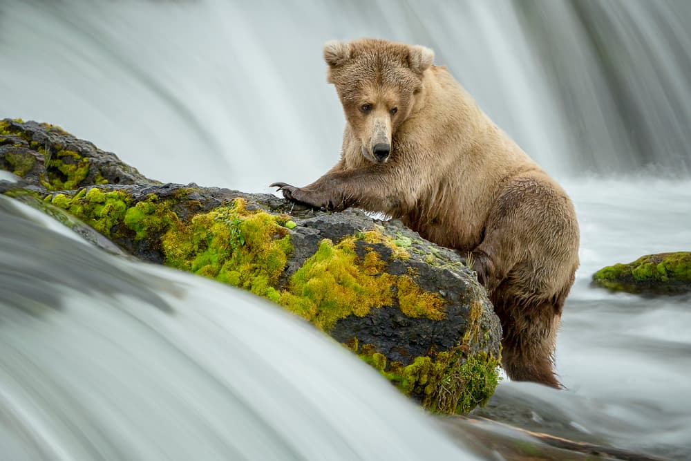 Grizzly Bear Waterfall by Renee Doyle — canvas wall art