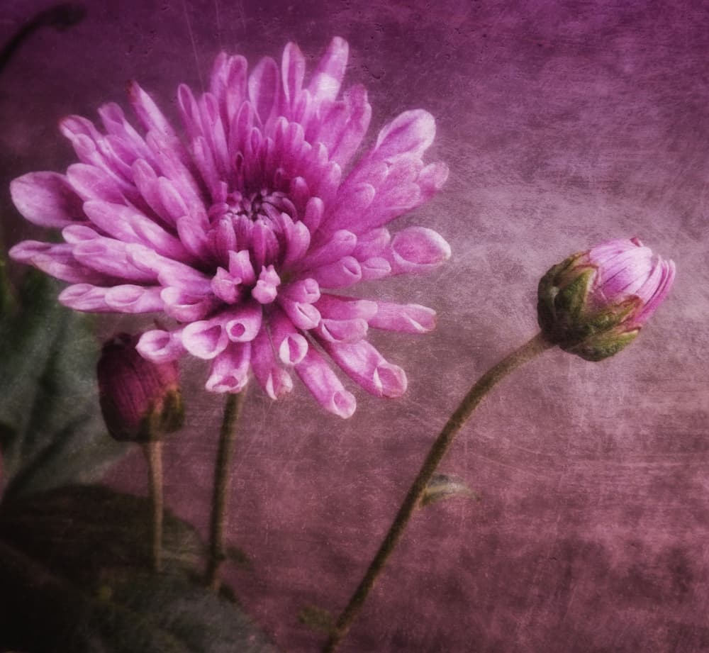 Moody Pink Bloom by Kahar Lagaa — canvas wall art
