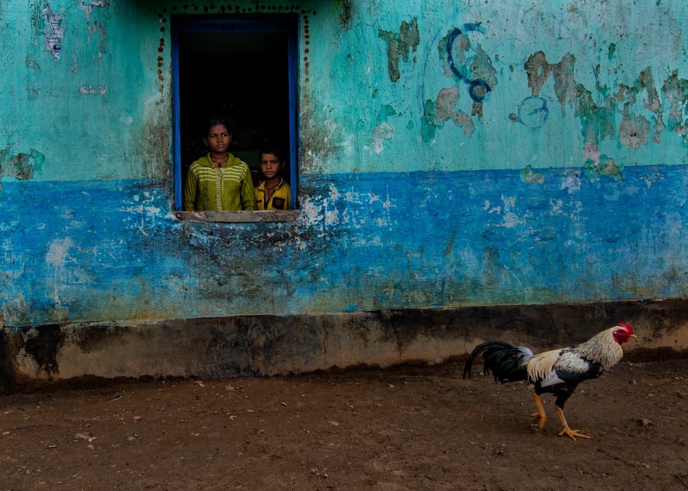 Window Watchers and Rooster by shirshendu — canvas wall art