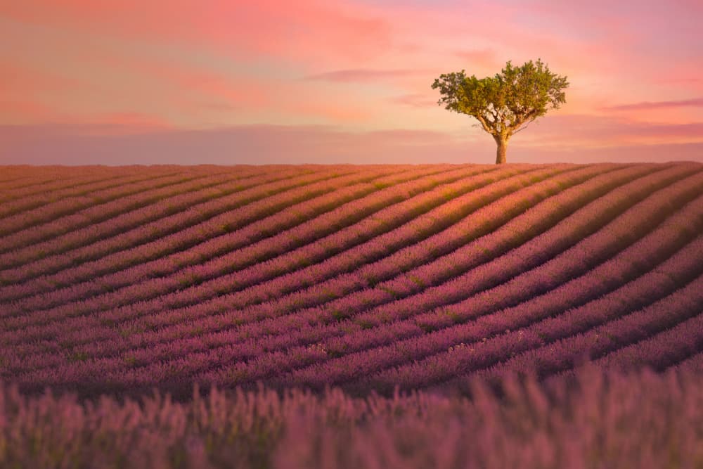 Sunset Lavender Field by Cheryl Eagers — canvas wall art