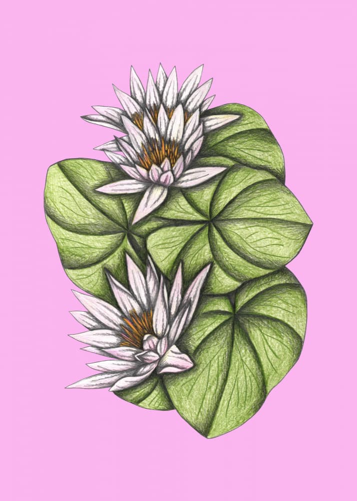 Pink Water Lilies by Cecilia Battaini — canvas wall art