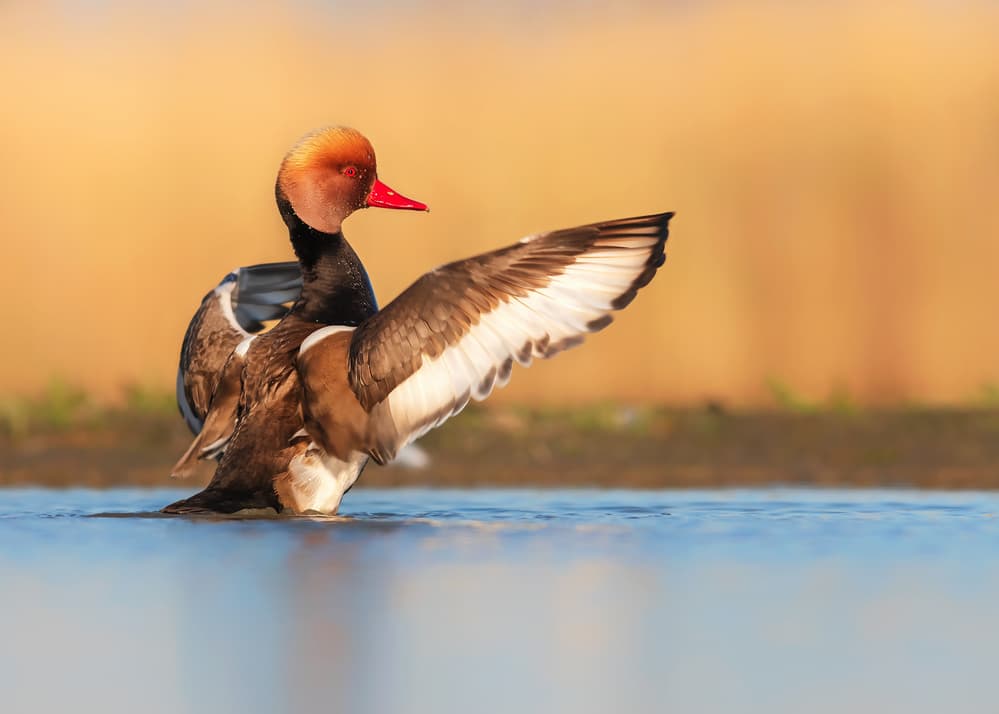 Redhead Duck Wings by Annie Poreider — canvas wall art