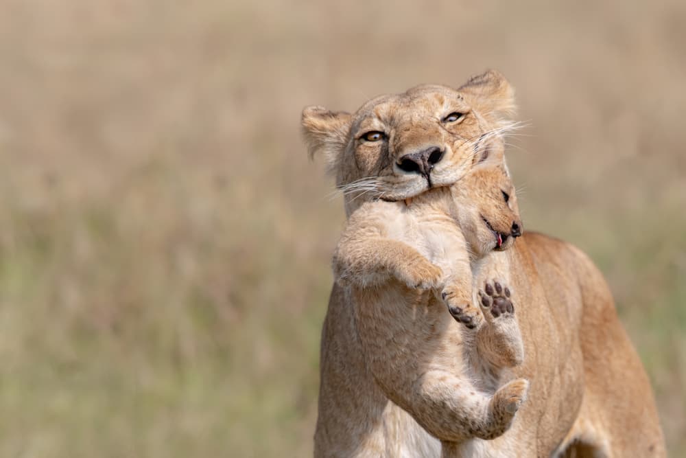 Lioness Mother's Love by Alessandro Catta — canvas wall art