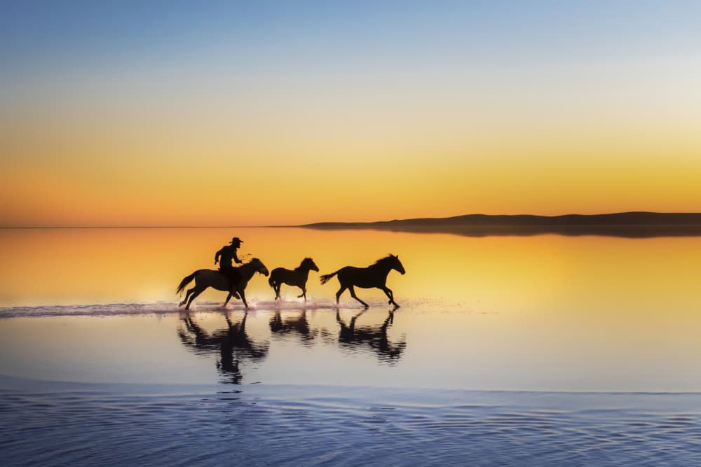 Golden Hour Horse Reflections by Ali Can — canvas wall art