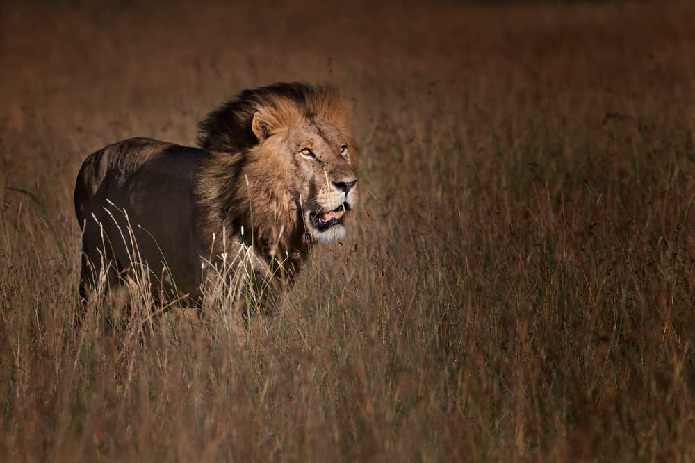 Male Lion in Golden Grass by Phillip Chang — canvas wall art