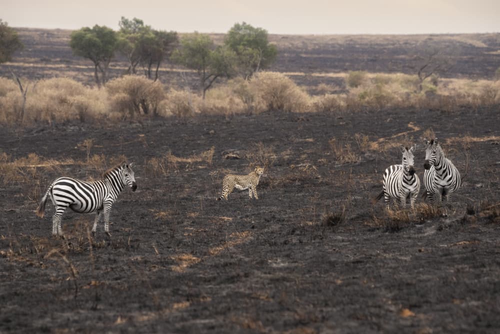 Cheetah Zebras Encounter by Roberto Marchegiani — canvas wall art