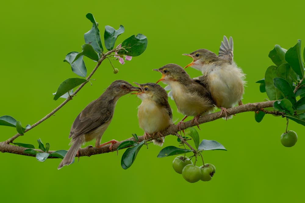 Nurturing Bird Family by HuongHoang — canvas wall art