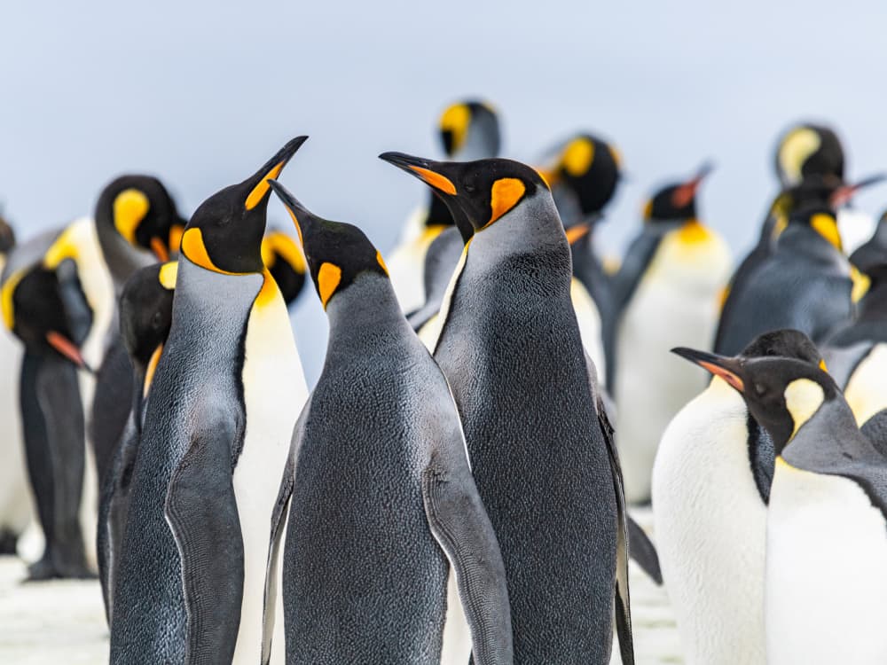 King Penguins by Nanda Bussers — canvas wall art