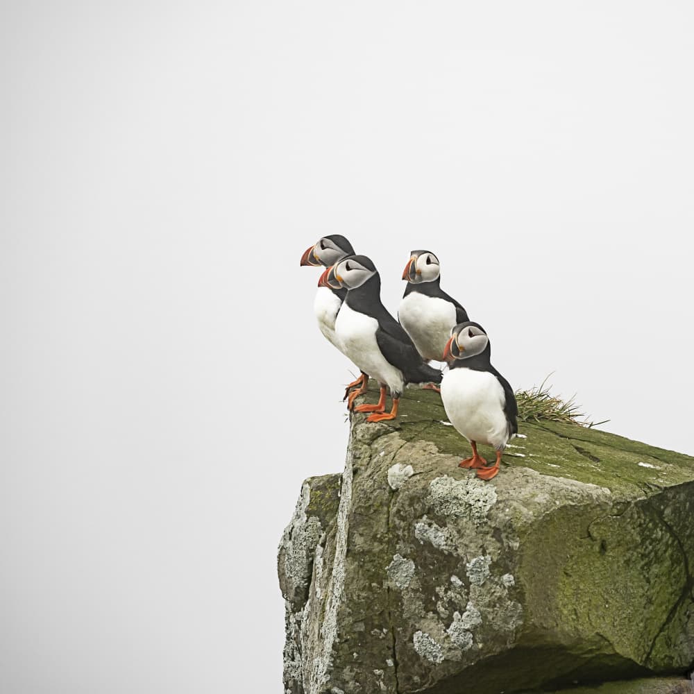 Atlantic Puffins Perched by Greetje van Son — canvas wall art