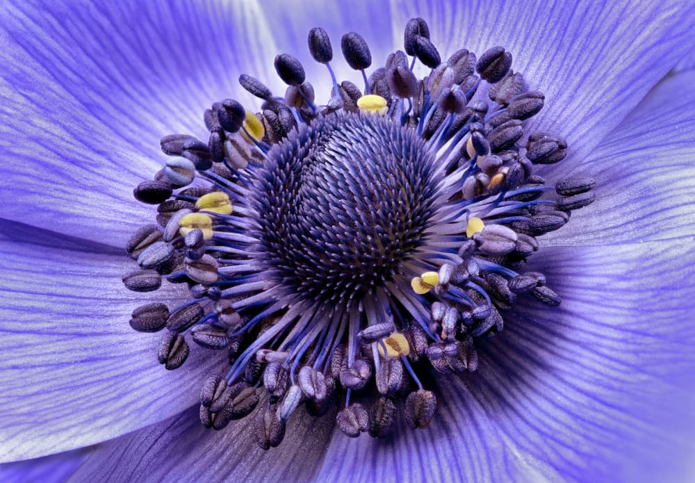 Vibrant Purple Anemone by Carles Just — canvas wall art