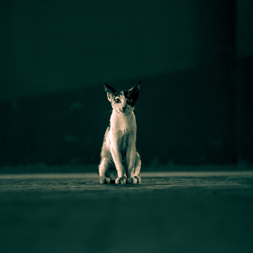 Moody Kitten Gaze by basheer alkhairallah — canvas wall art