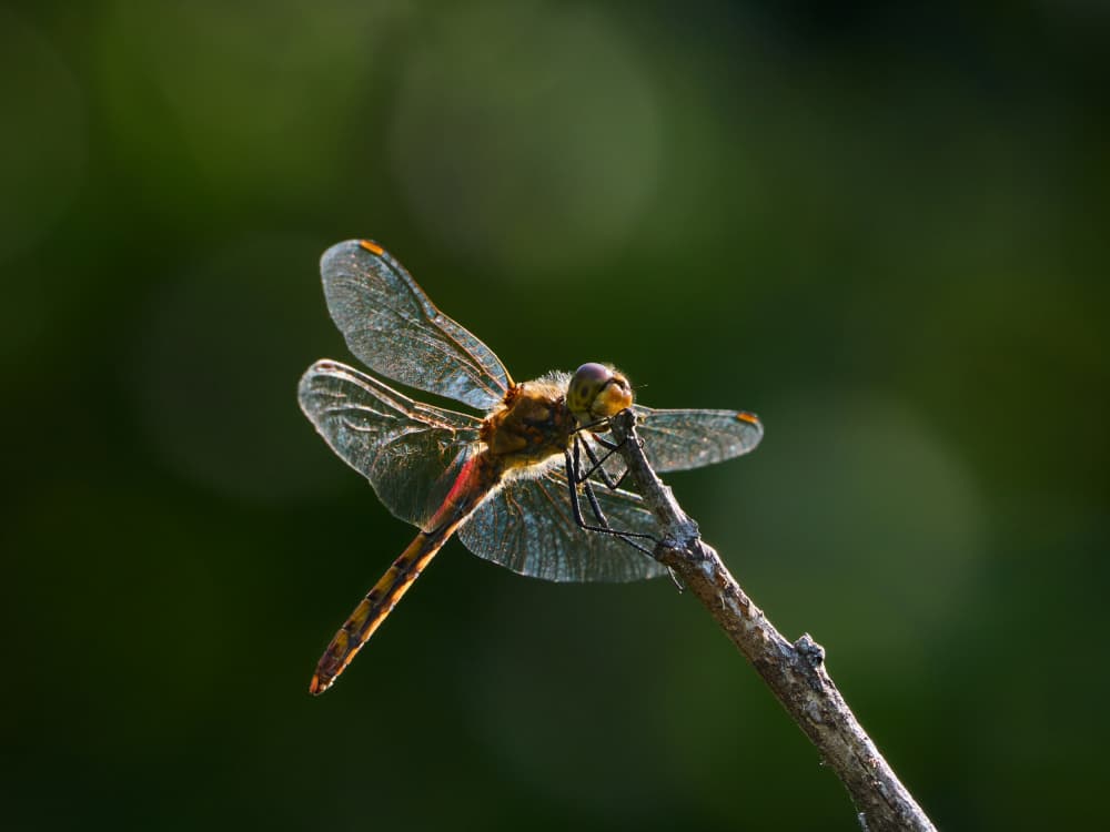 Delicate Dragonfly Glow by Takiko Hirai — canvas wall art