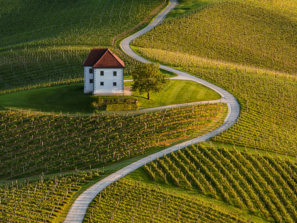 Winding Vineyard Road by Jure Kravanja — canvas wall art