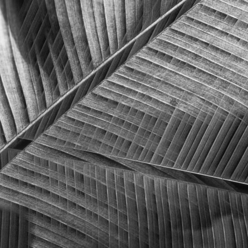Monochrome Leaf Pattern by Simon JG Ciappara FRPS — canvas wall art
